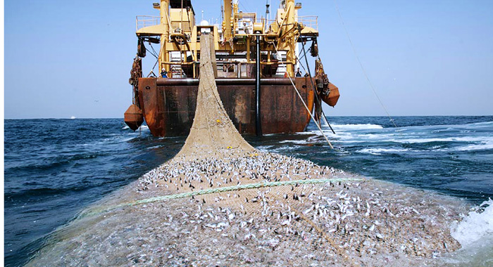 Các nhà khoa học viết thư gửi Quốc hội kêu gọi mở rộng SIMP