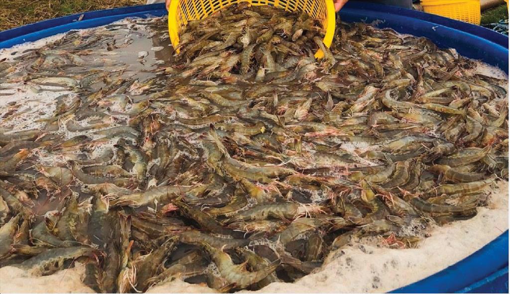 Mexico và Ecuador tiếp tục bất đồng thương mại đối với cá ngừ và tôm