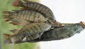 Ả Rập Saudi tạm thời cấm nhập khẩu cá rô phi Ai Cập