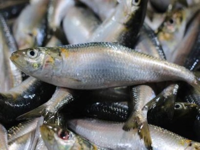 Sản lượng thủy sản Philippines tăng 0,9% trong quý I2019