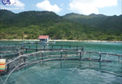 VASEP, SOJITZ và Viện nghiên cứu hải sản khảo sát vùng nuôi cá ngừ tại Khánh Hòa