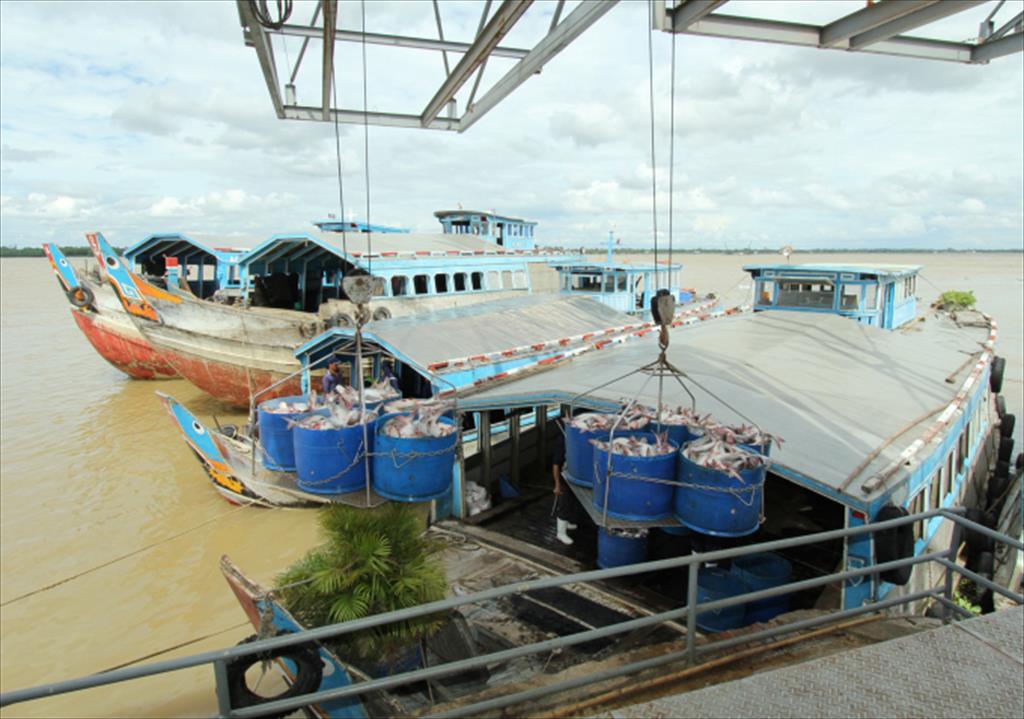 Ứng dụng công nghệ cao vào sản xuất chuyên canh