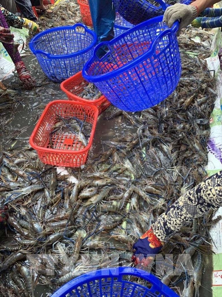 Xây dựng nhãn hiệu “Tôm Trà Vinh”