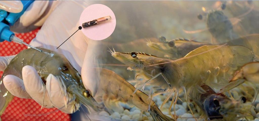 Quy trình sản xuất tôm giống thuần Việt chất lượng cao