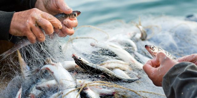 WTO sẽ tiếp tục đàm phán về trợ cấp nghề cá vào năm 2021