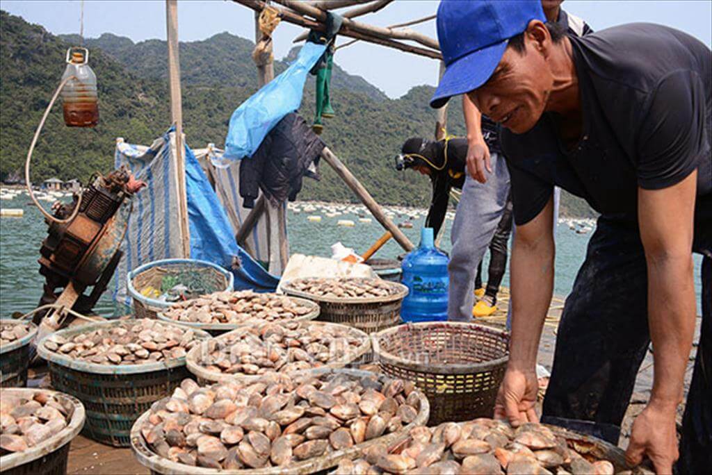 Quảng Ninh: Tăng cường kiểm soát, quản lý nguồn cung ứng giống nhuyễn thể