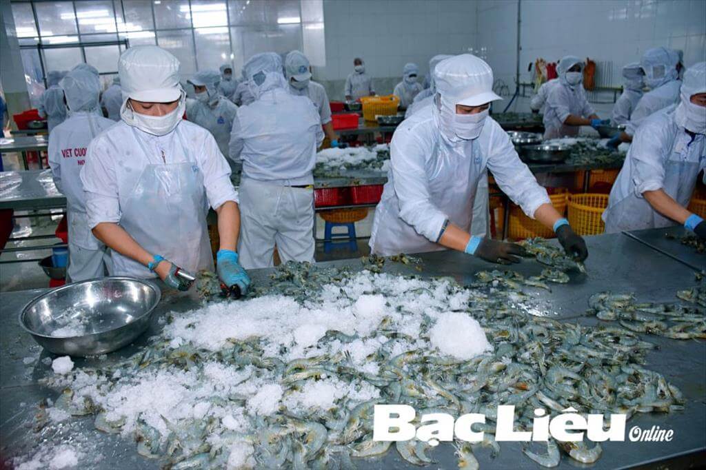 Bạc Liêu: Phát triển mạnh mô hình nuôi tôm ứng dụng công nghệ cao