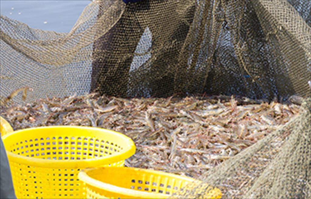 Thái Lan: Sản lượng tôm dự kiến phục hồi năm 2021 