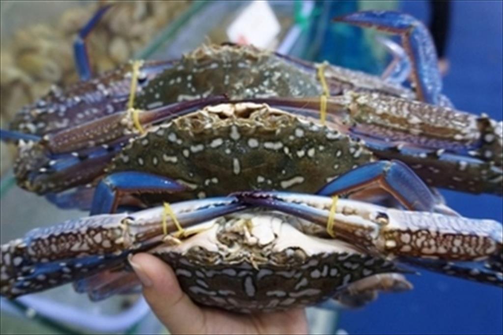 Crabs exports climbed by 26%