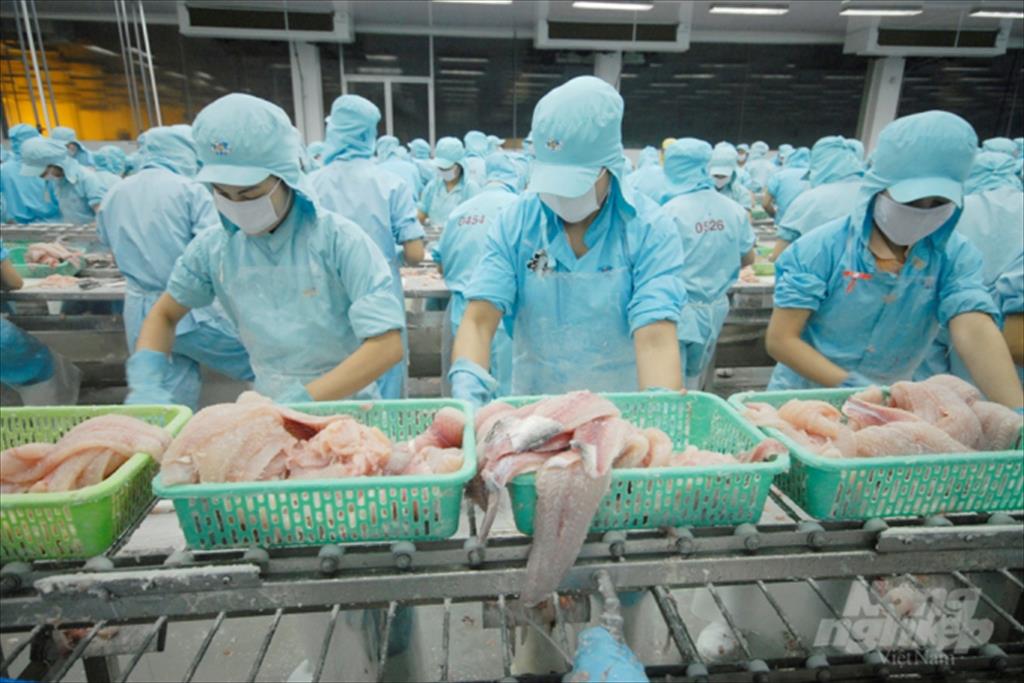 Xuất khẩu cá tra sang Trung Quốc giảm mạnh do ách tắc ở cửa khẩu