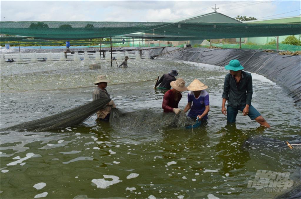Thủy sản dẫn đầu giá trị sản xuất ngành nông nghiệp Kiên Giang