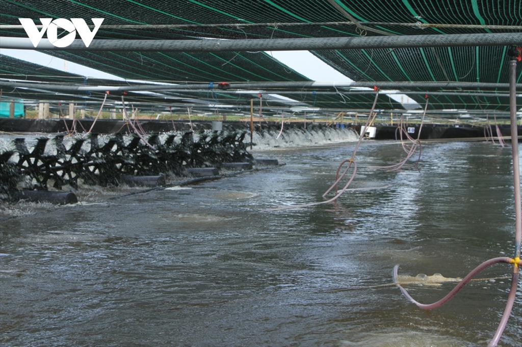 Sóc Trăng thắng lợi trong vụ tôm nuôi nước lợ năm 2020