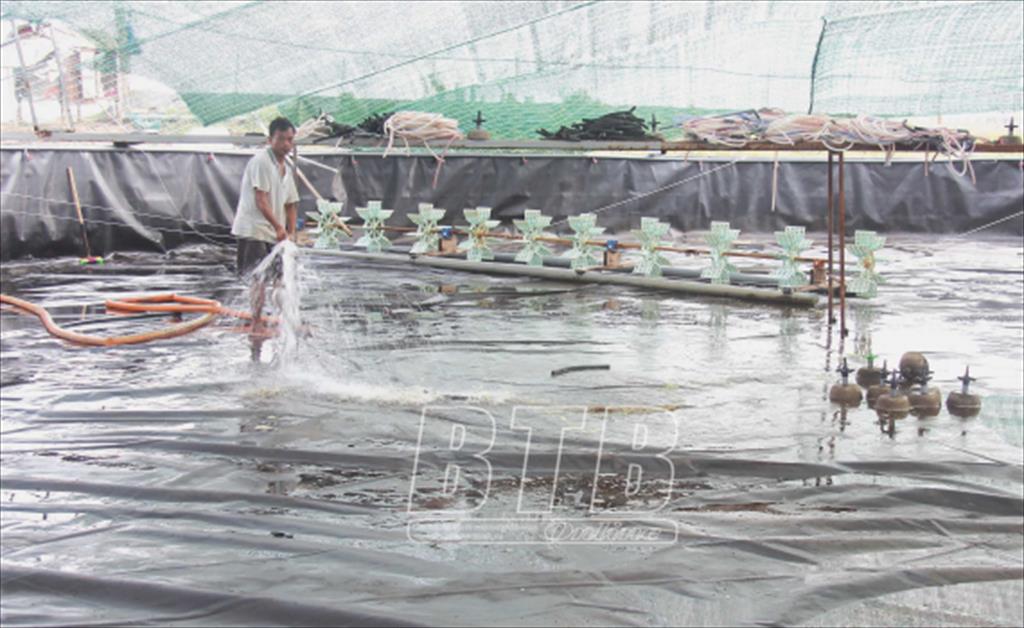 Nam Phú: Hiệu quả từ nuôi tôm thẻ chân trắng thích ứng biến đổi khí hậu