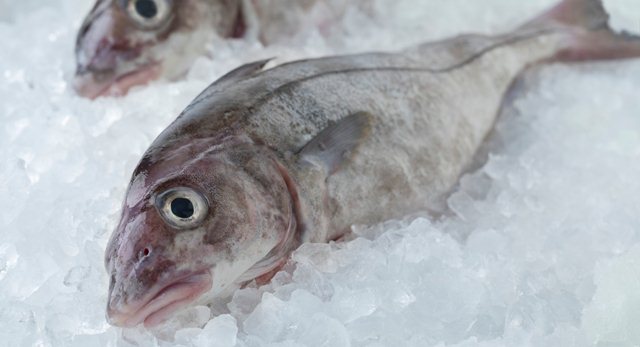 Cá bơn, cá haddock Trung Quốc vào Mỹ không được miễn thuế từ ngày 1/1/2021