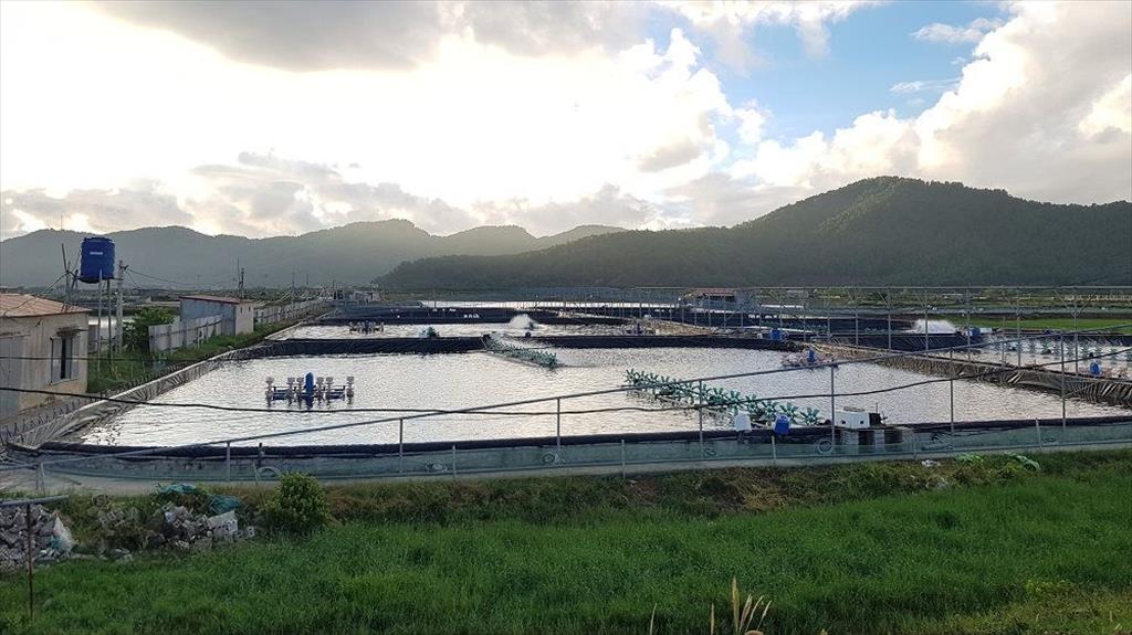 TX. Nghi Sơn: Khai thác và nuôi trồng thủy sản đạt hơn 37 nghìn tấn trong năm 2020