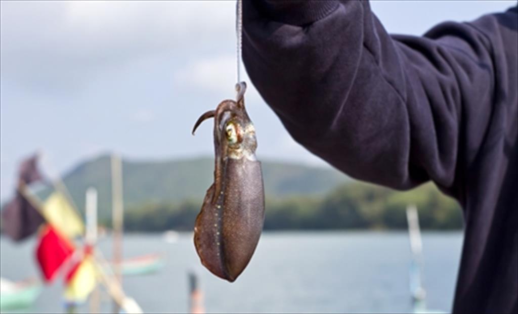 Tháng 10/2020, Mỹ giảm nhập khẩu mực ống  