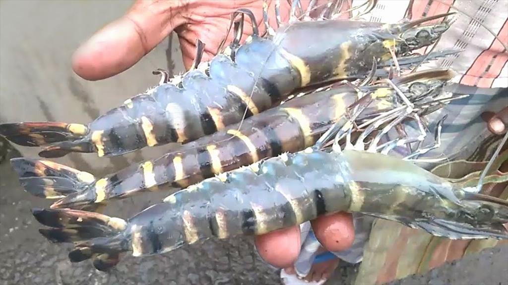 Nhật Bản bỏ kiểm tra furazolidone trên tôm sú Ấn Độ