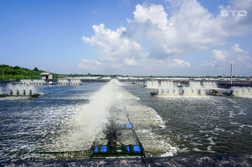 Doanh nghiệp trông đợi tăng tốc cấp mã số vùng nuôi tôm