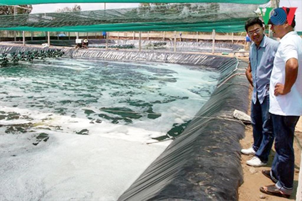Trà Vinh: Nuôi tôm siêu thâm canh công nghệ cao cho sản lượng gấp từ 5 -10 lần