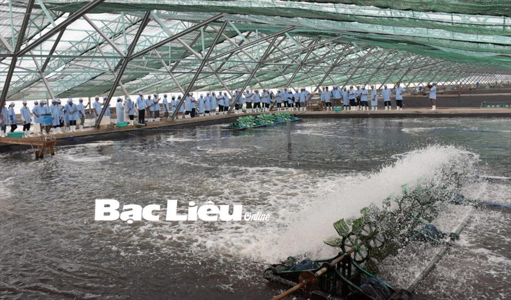 Xây dựng Bạc Liêu trở thành trung tâm ngành công nghiệp tôm cả nước