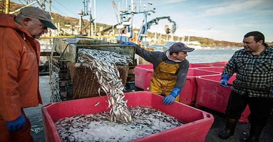 Giao hàng thủy sản từ Anh đến Pháp đang bị ảnh hưởng bởi Brexit