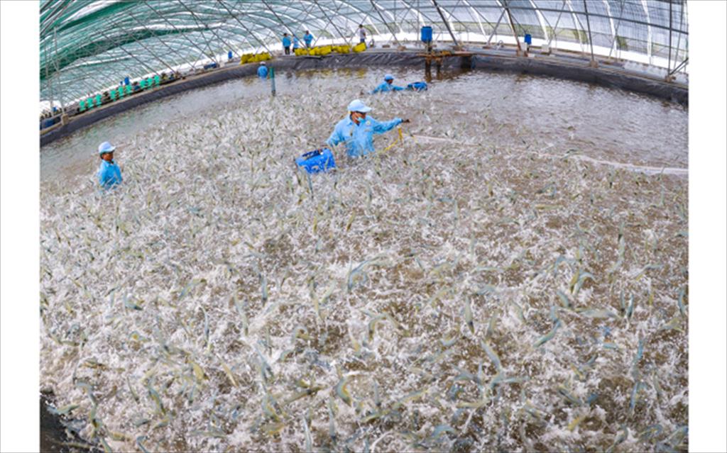 Bac Lieu orients to be the hub of Vietnam shrimp industry