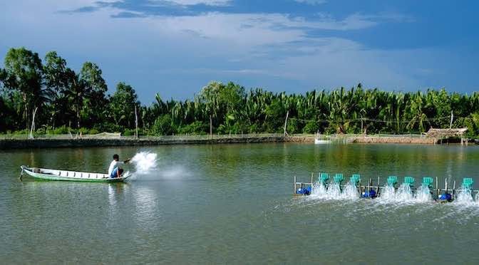 Shrimp prices rose sharply due to out of supply  