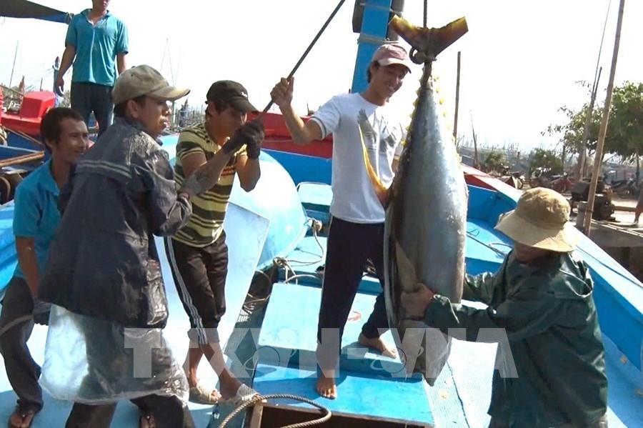 Những chuyến biển đầy khoang cá ngừ đại dương