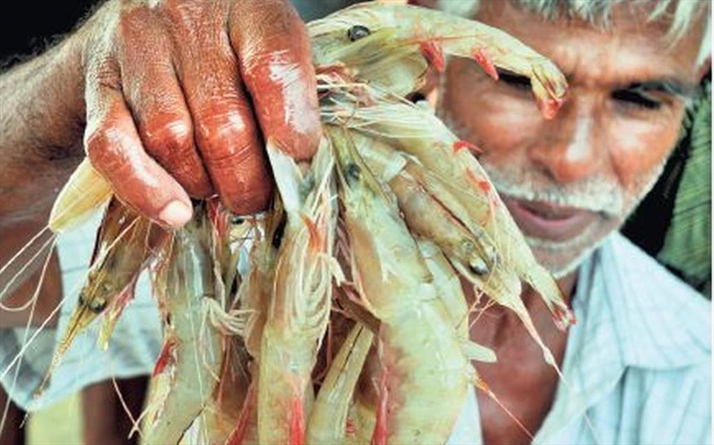 Giá tôm chân trắng Ấn Độ tại Andhra Pradesh trong tuần 2/2021