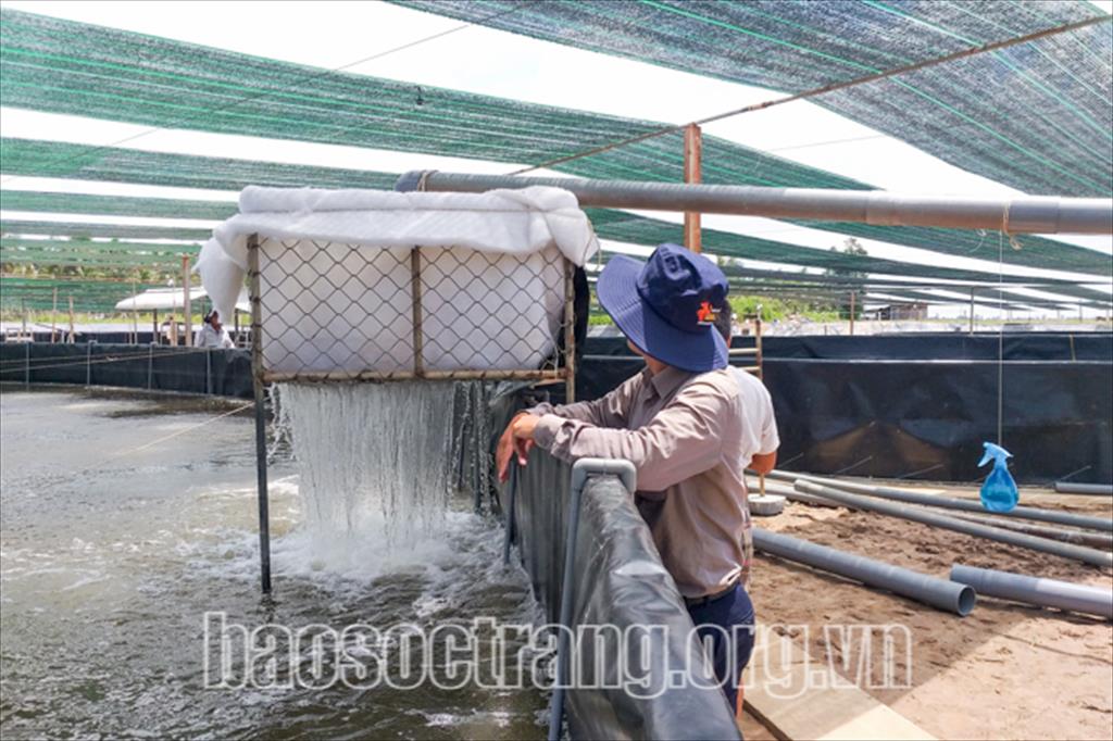 Lợi nhuận cao từ nuôi tôm công nghệ cao