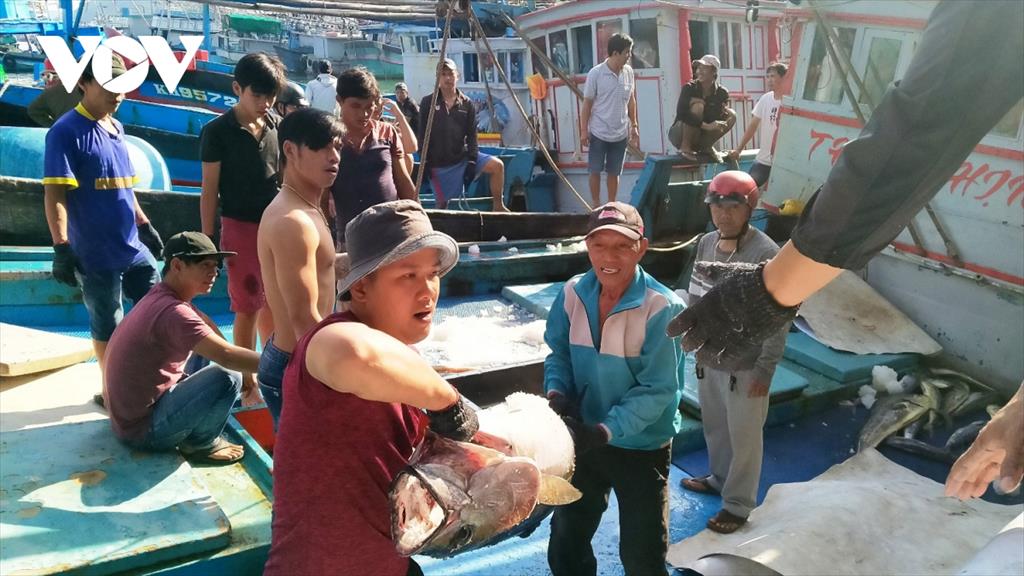 Ngư dân được mùa được giá vụ cá ngừ cuối năm