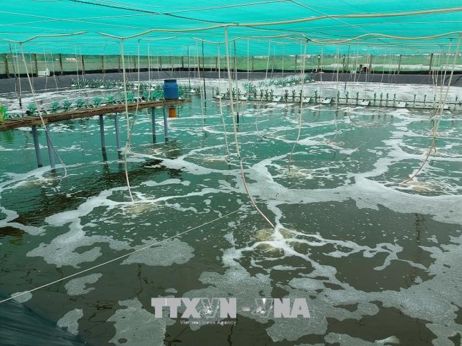 Bến Tre phát triển vùng nuôi tôm biển công nghệ cao