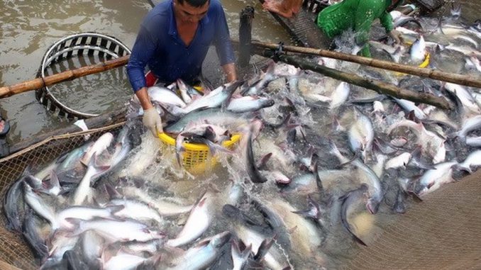 Vietnam seafood production in 2020 continued to go up