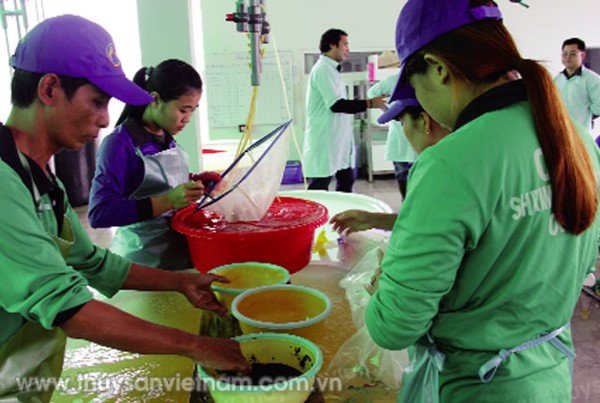 CP Foods đặt mục tiêu xuất khẩu 300.000 tôm thẻ chân trắng bố mẹ sang Trung Quốc 