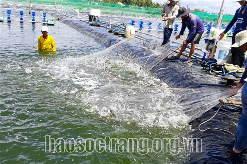 Phát triển bền vững nghề nuôi tôm nước lợ