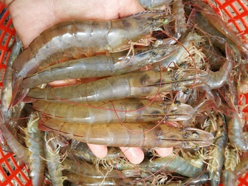 Bac Lieu expects seafood export to reach 1 billion USD in 2025