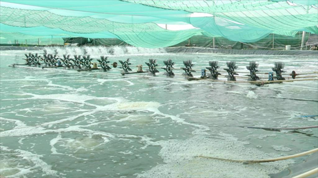 Sóc Trăng: Nhiều giải pháp thiết thực để vụ tôm 2021 thắng lợi