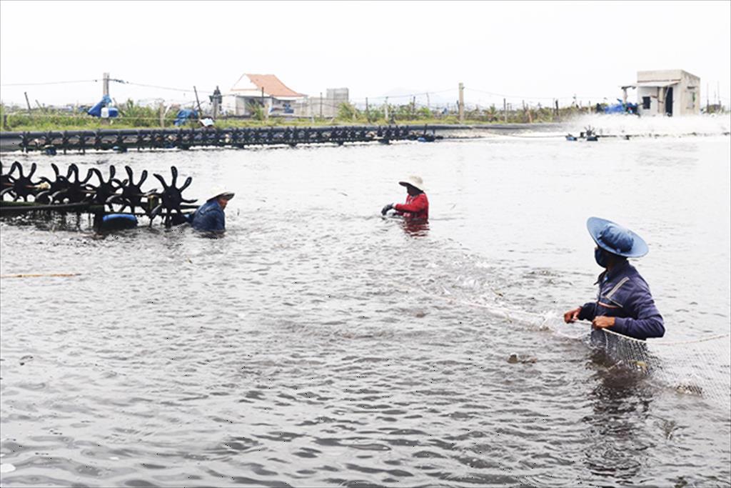 Người nuôi tôm cần tuân thủ lịch thời vụ