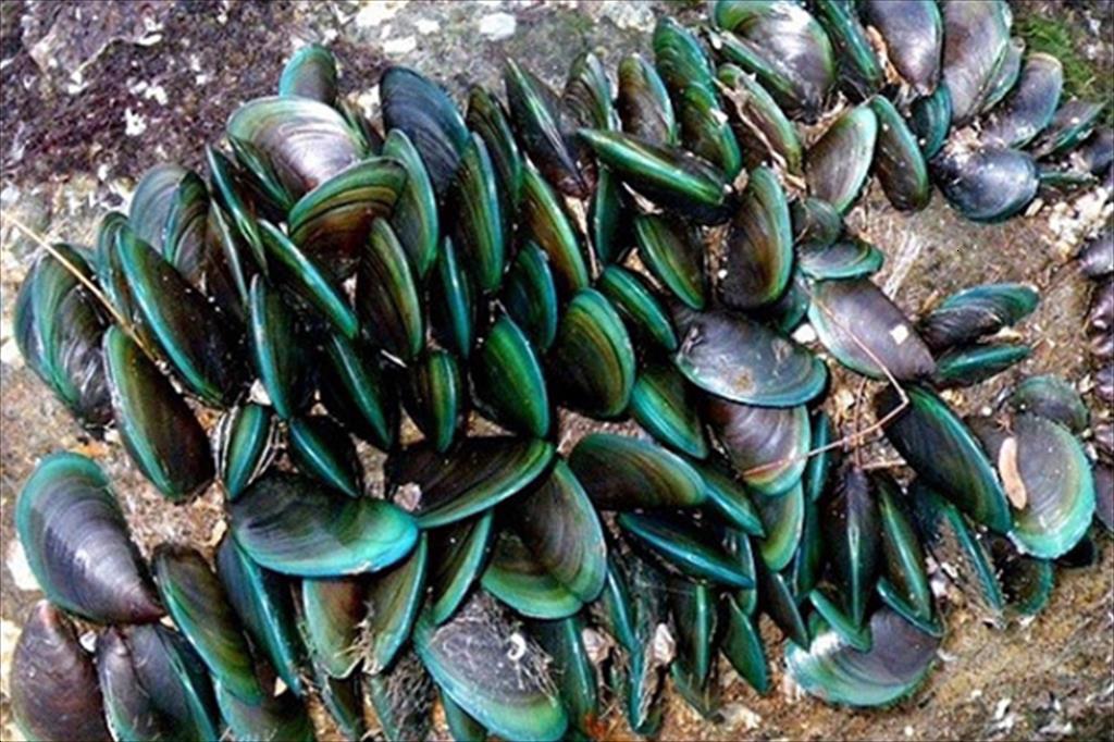 EU cấm nhập khẩu nhuyễn thể hai mảnh vỏ từ Anh