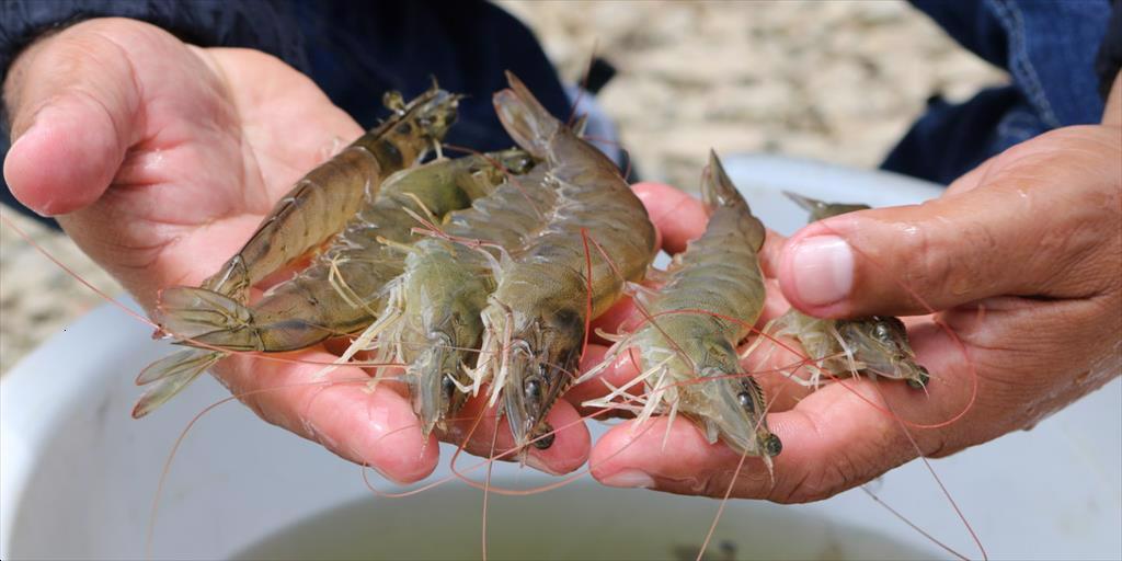 Ecuador:  Giá tôm tăng do giá thành sản xuất cao hơn