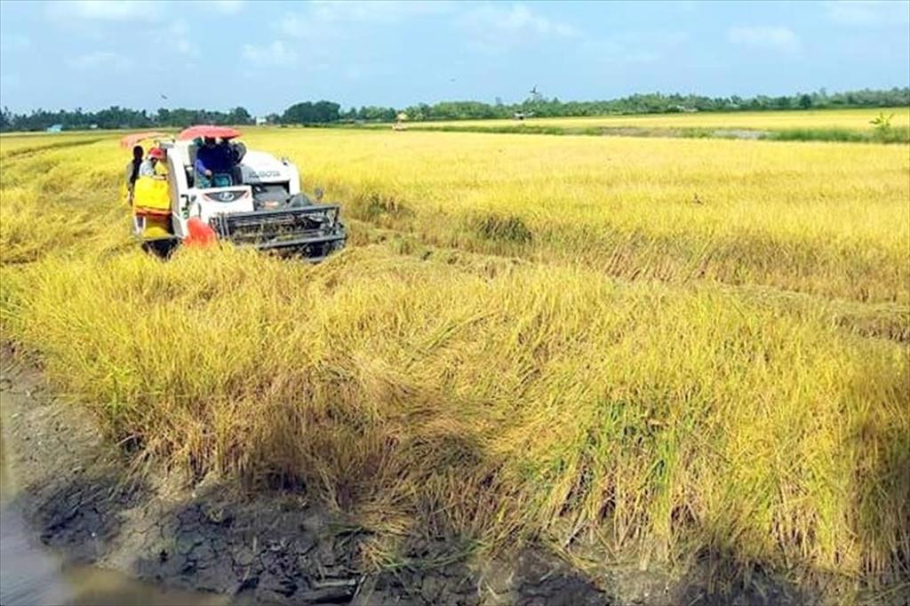 ĐBSCL: Đổi đời từ mô hình con tôm ôm cây lúa