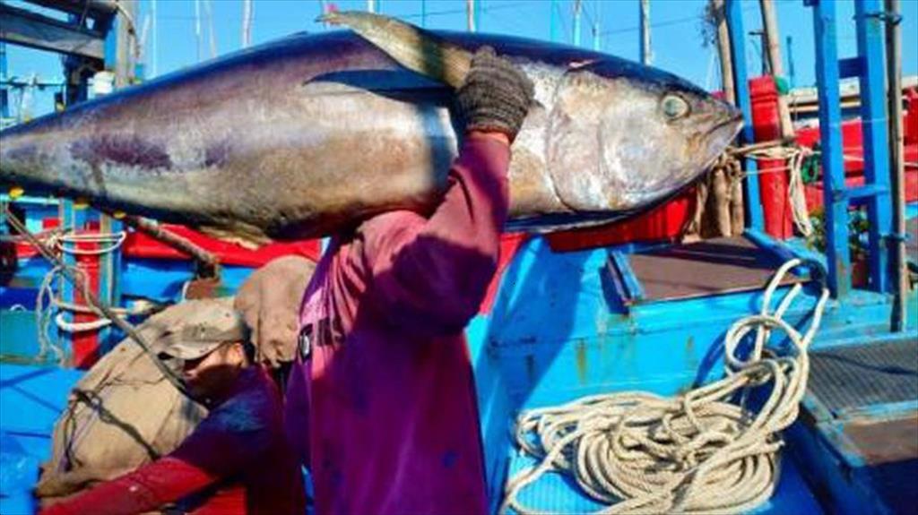 Tàu đánh bắt cá ngừ đại dương xuyên Tết trúng 