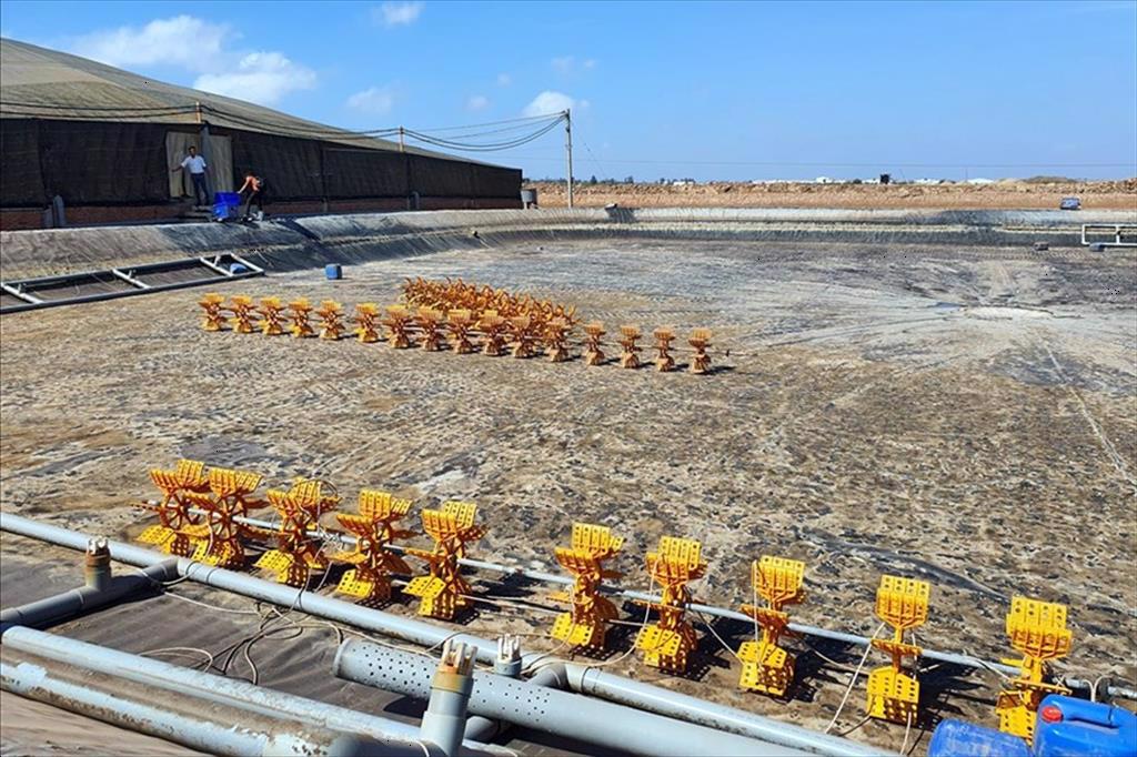 Bạc Liêu: Vực dậy con tôm miền ven biển