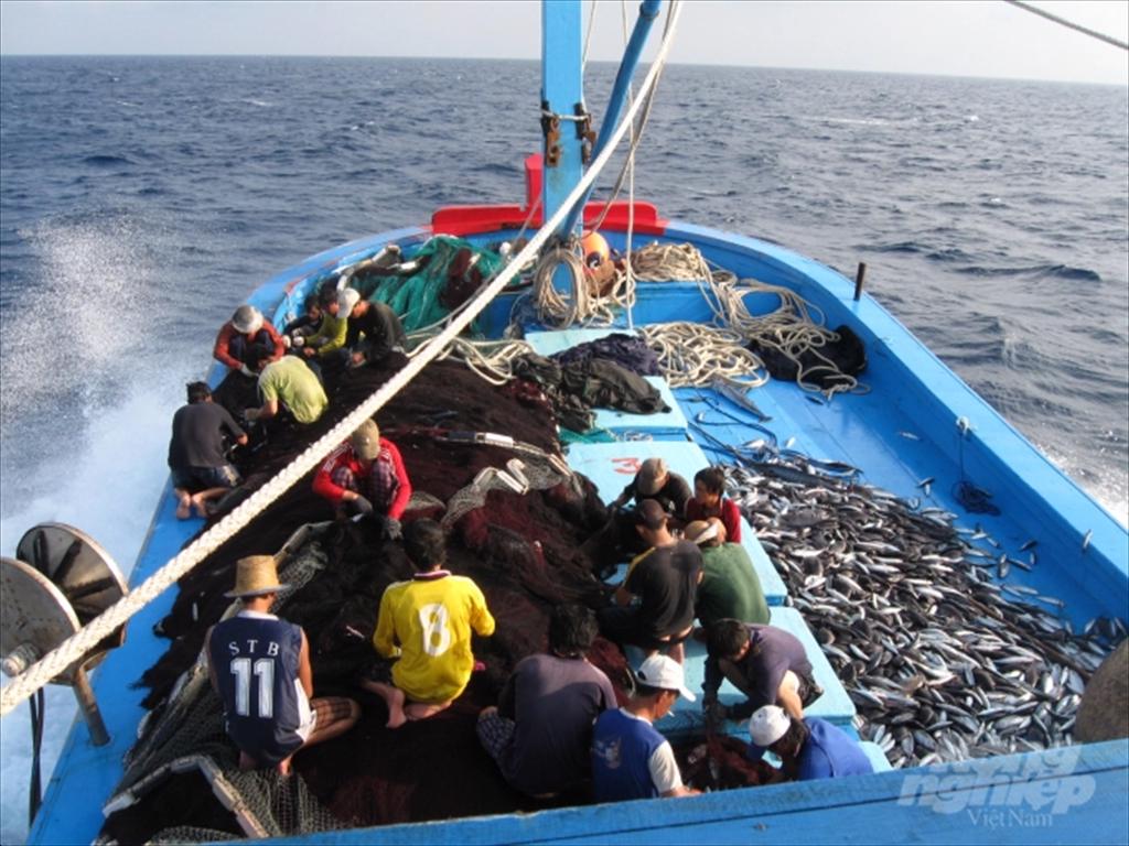 Bình Định: Sản lượng thủy sản khai thác đạt cao trong dịp Tết