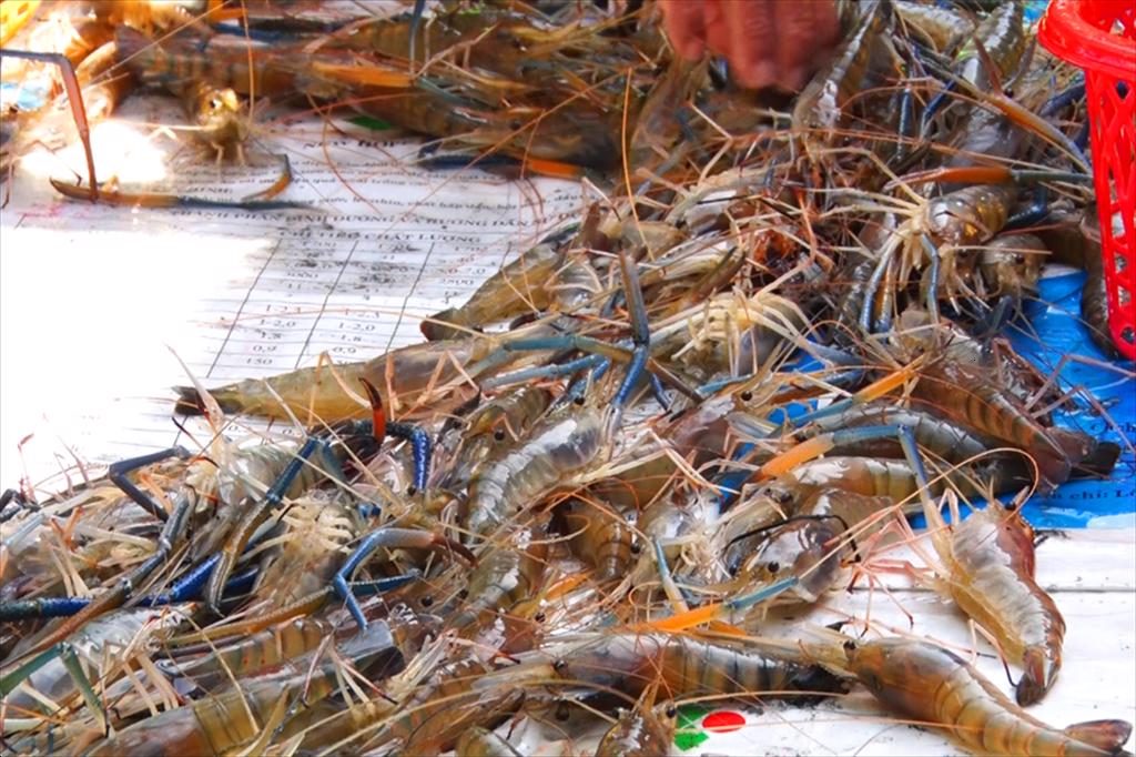 Kiên Giang: Nông dân trúng đậm vụ tôm càng xanh