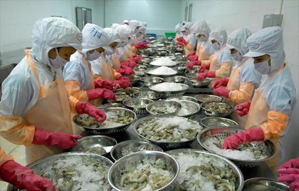 Many white shrimp processing factories inaugurated - starting a new phase of Vietnamese shrimp