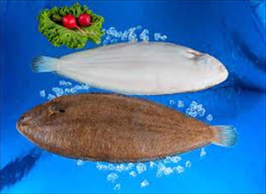 Mỹ gia hạn miễn thuế 25% cho cá bơn Alaska và cá tuyết chấm đen Trung Quốc