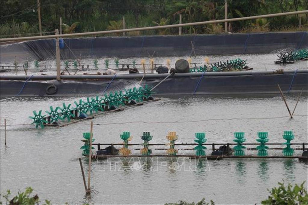 Xây dựng vùng nuôi thủy sản xuất khẩu ở hạ lưu sông Tiền