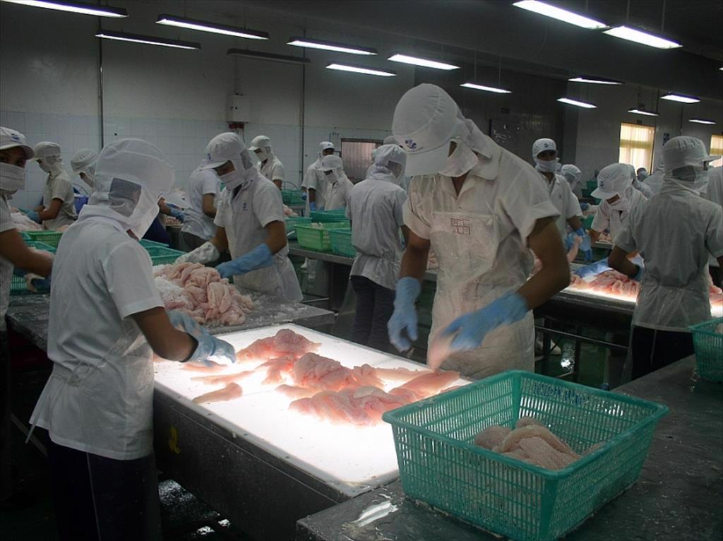 Cách nào giúp cá tra duy trì đà xuất khẩu tăng?