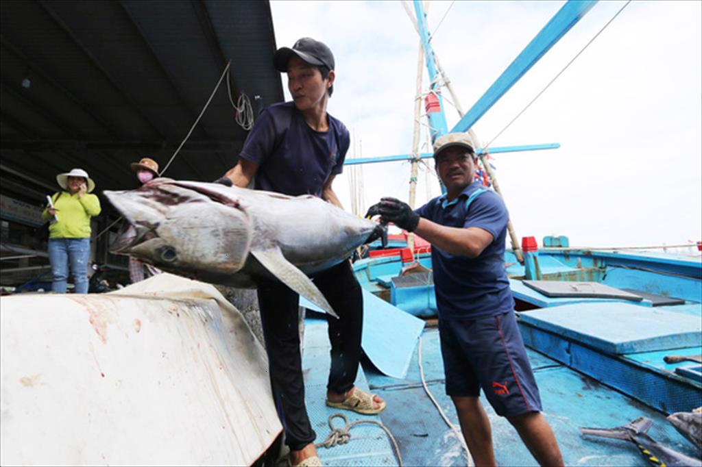 Giá thu mua cá ngừ tăng vọt